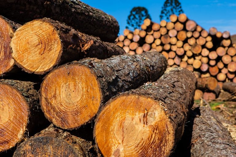 Brazil’s Federal Police conducts operation to inspect timber shipments