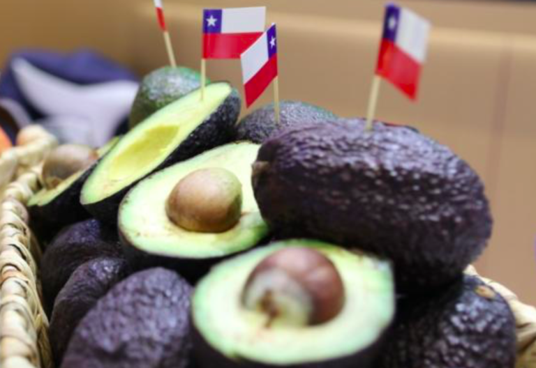 US bans entry of Mexican avocados: Opportunity for Chile?
