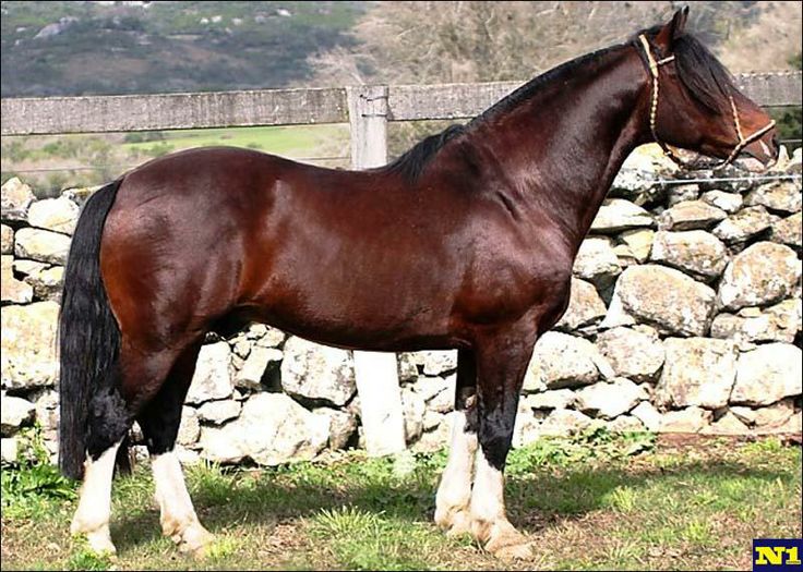 Criollo horse breeding is growing in Brazil; it is the breed that made the Americas possible