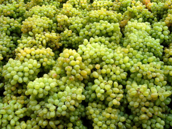 Table grapes