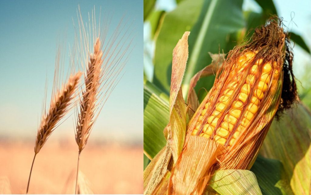 corn-wheat