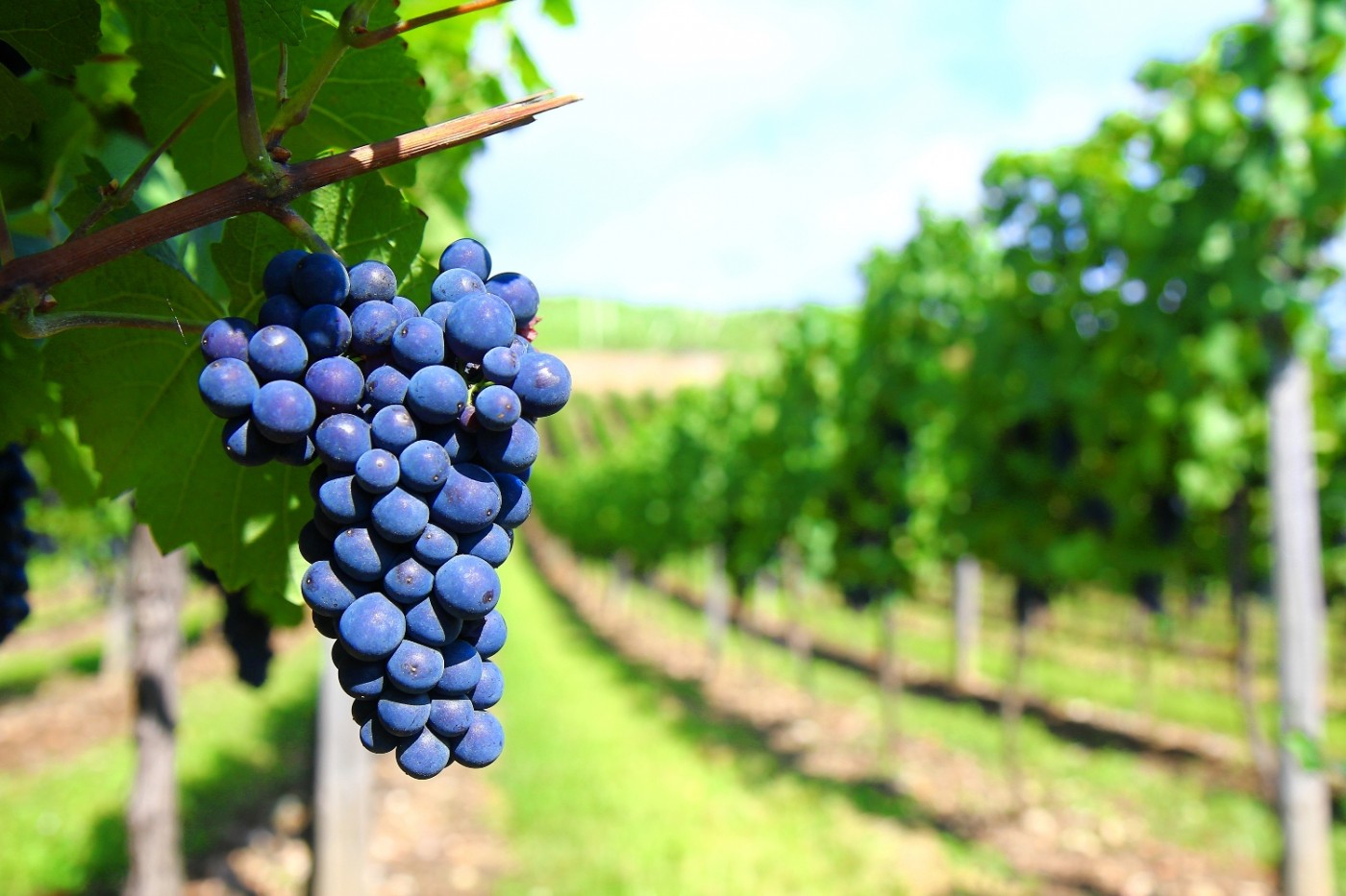 grapes
