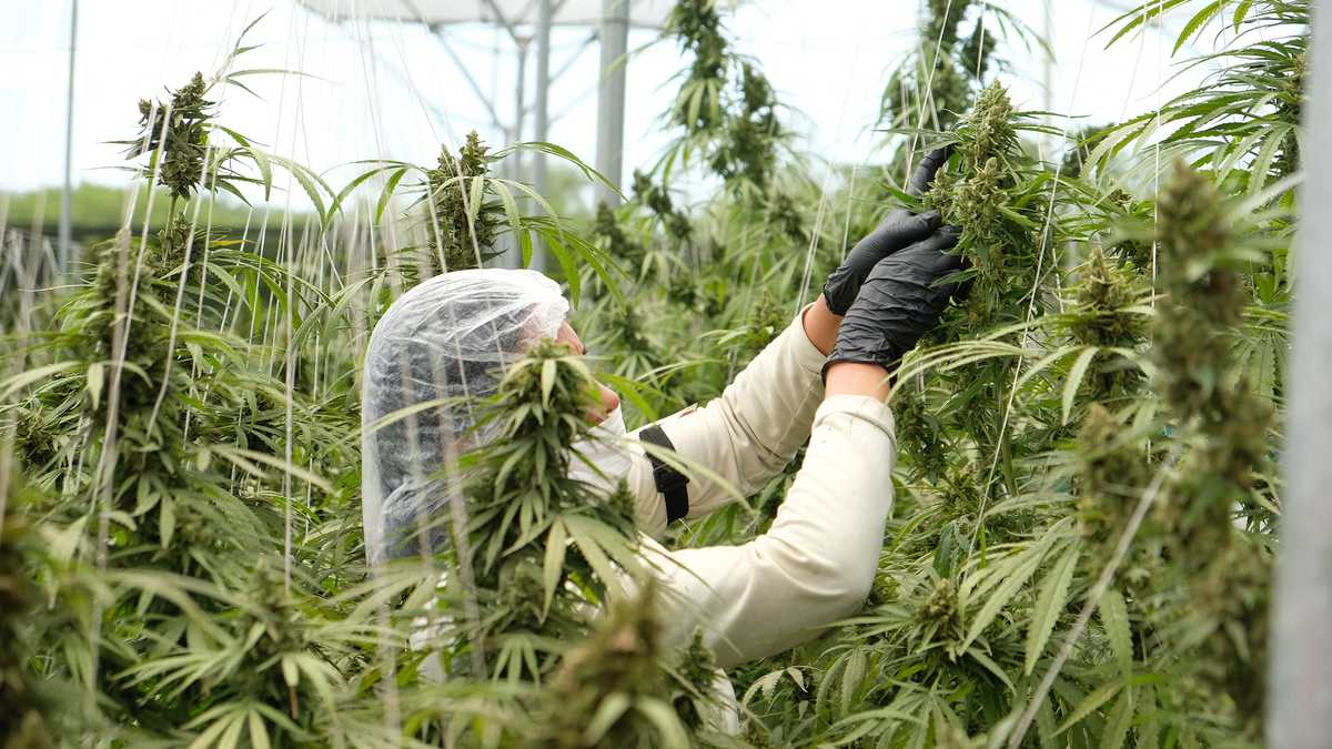 marijuana-uruguay