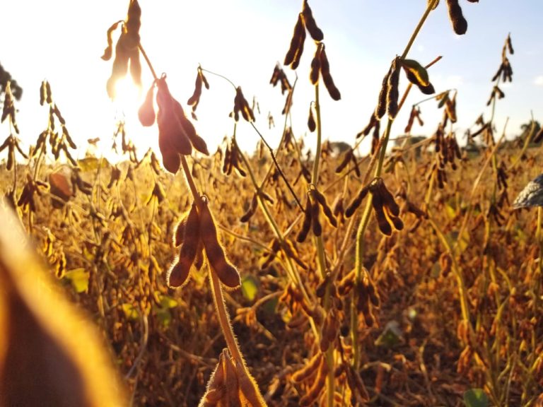 Due to drought, soybean yield in Brazil is the lowest in six years