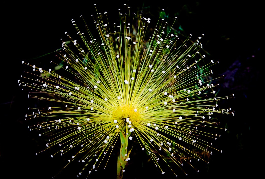 Paepalanthus stellatus, found only in open savannas dominated by grass in small areas of the Cerrado in Goiás and around Brasilia, photo by Christoph Diewald
