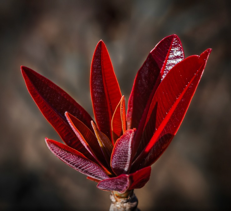 New Leaves