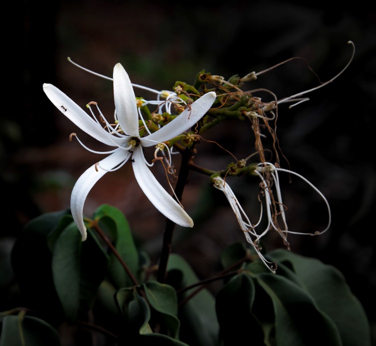Manacá do Cerrado, or Spiranthera odoratissima is a shrub endemic to the Cerrado