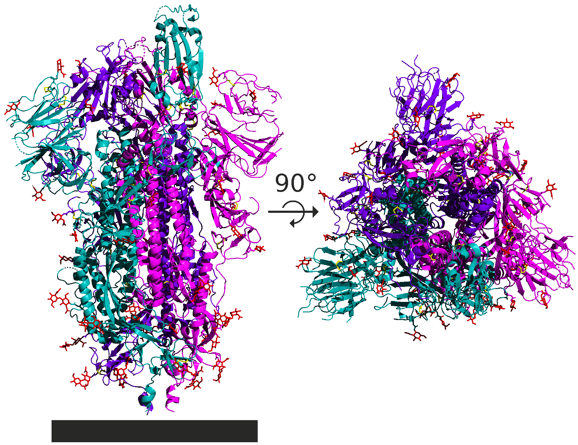 Spike protein. (Photo internet reproduction)