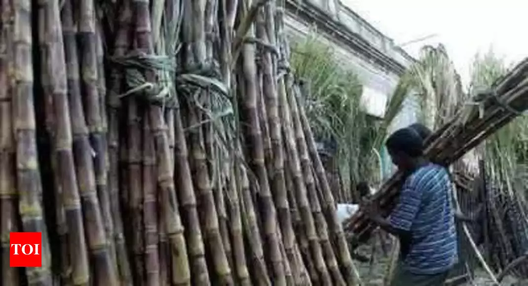Record Surge in Brazil's Sugarcane Yield for 2023/24. (Photo Internet reproduction)