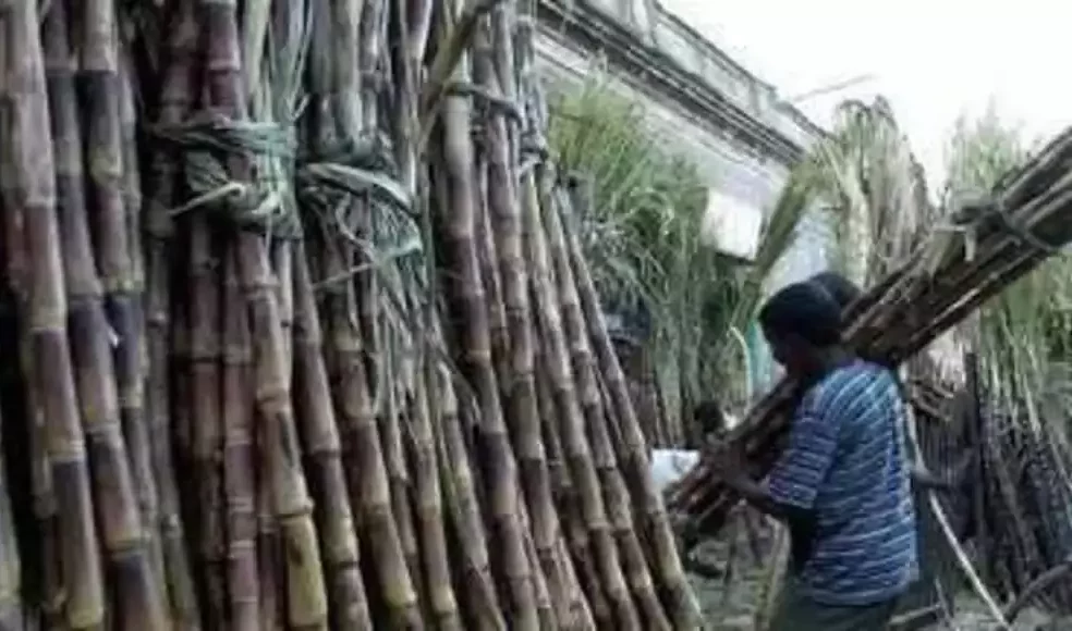 Sugarcane