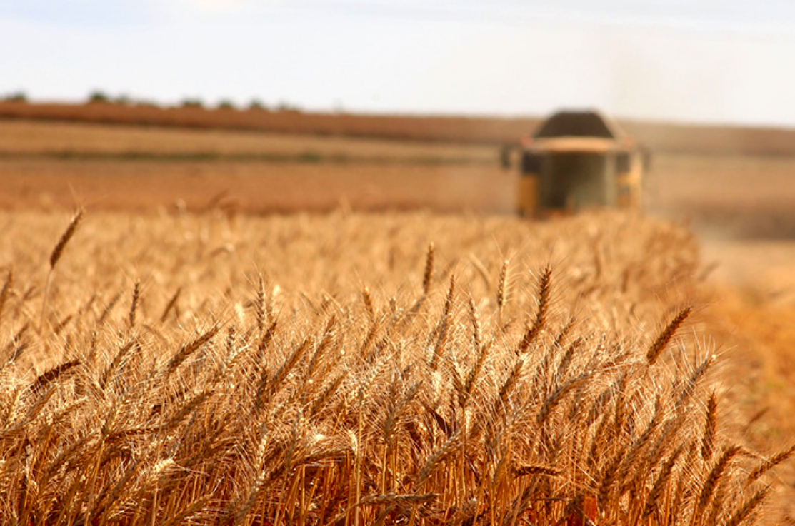Wheat