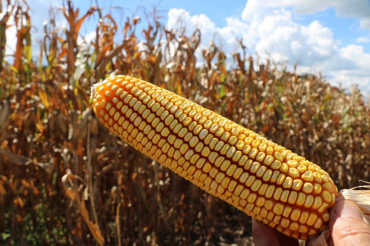 Corn has been consolidating as a summer crop. The area has been growing, and yields are also improving.