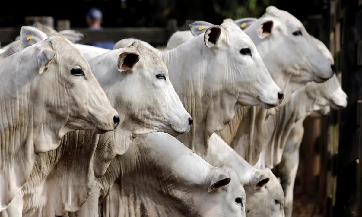 cow