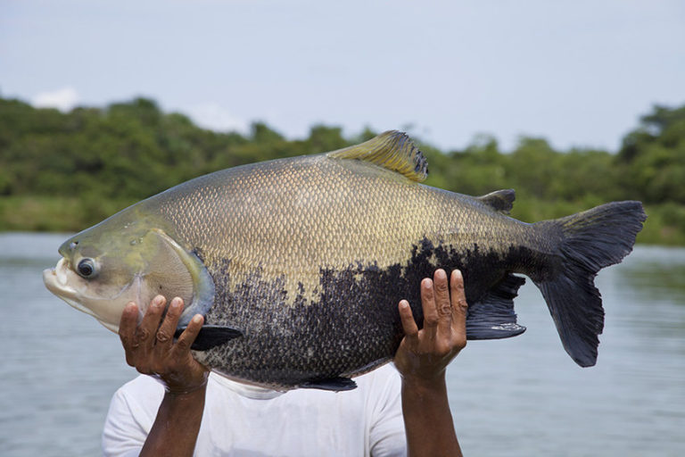 Amazonian fish has potential to become Brazil’s commodity on the global market