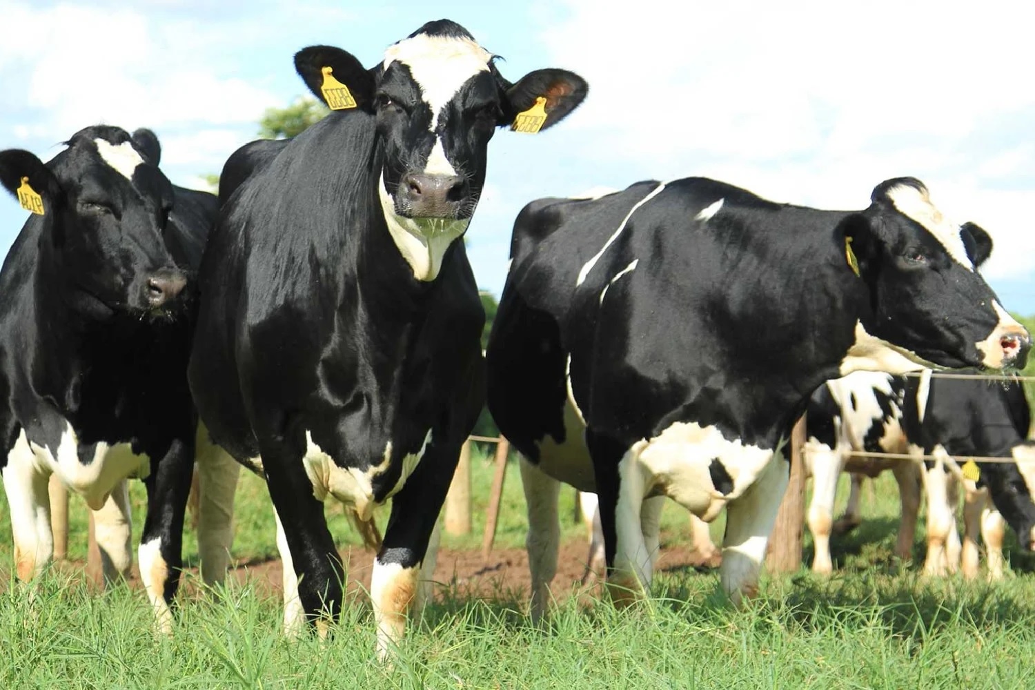 vacas