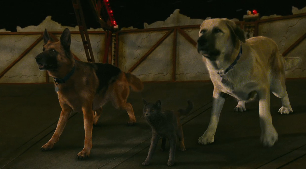 Street pets