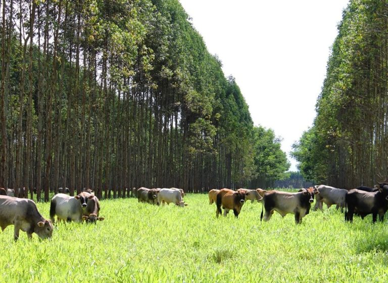 Brazil combines growth in agricultural and livestock production with environmental sustainability, says Ipea