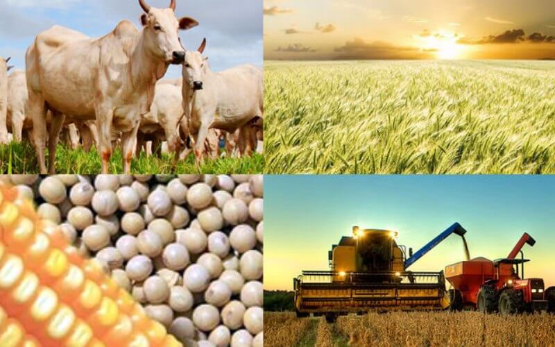 Mato Grosso accounted for 14% of China's soybean imports in 2020 and 6.8% of beef imports. Thus, the state plays a dominant role in Sino-Brazilian agricultural trade.