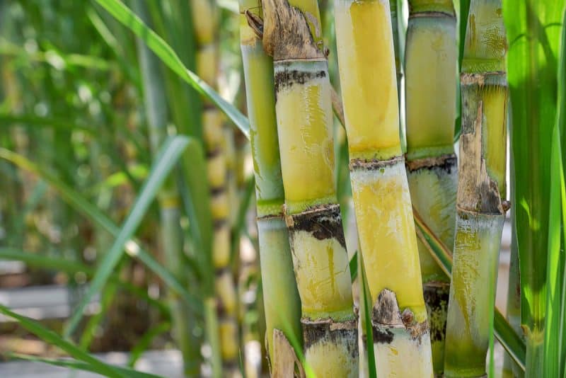 sugarcane