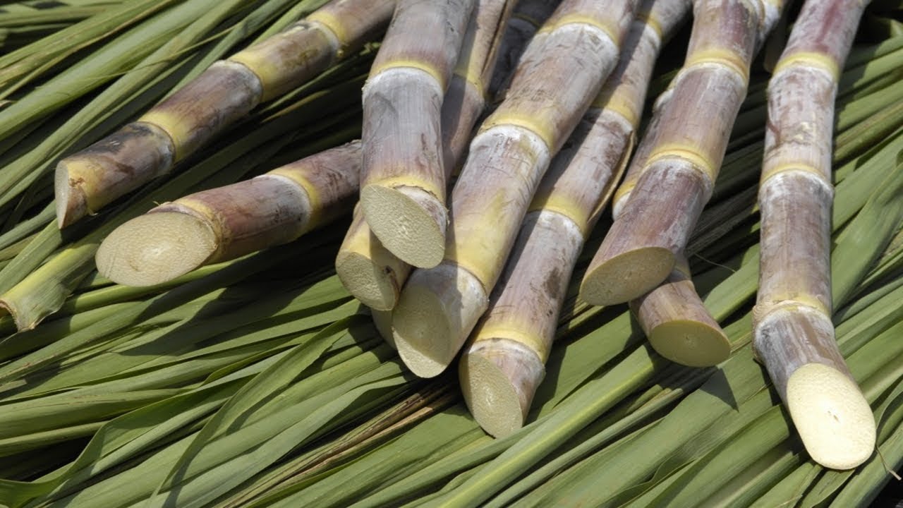 sugarcane