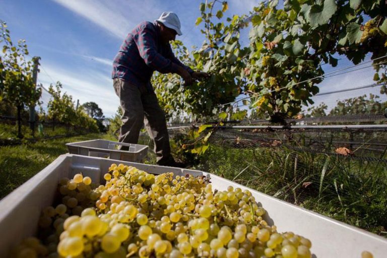 Argentina: Province of Córdoba exports grapes to Brazil again after ten years