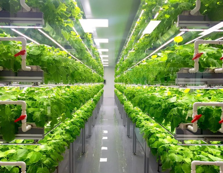 Vertical farming on the rise – is it the future of agriculture?