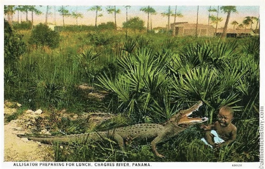 A postcard describing the ritual (Credit: History On The Net/ Andscape) Illustration of an alligator bait entrapment (Credit: Ferris State University, US)