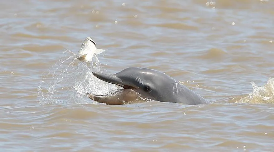 Guanabara dolphin babies have little chance of reaching adulthood because they are victims of aggression. (Photo internet reproduction)