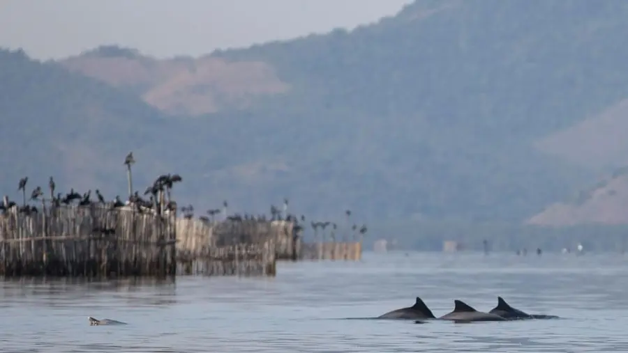 There are less than 30 dolphins in Guanabara Bay today. (Photo internet reproduction)