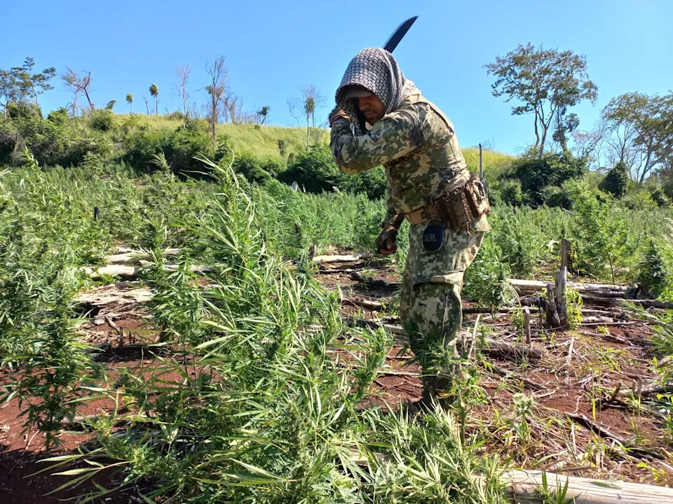Operation between Paraguay and Brazil succeeds in eradicating 183 hectares of marijuana. (Photo internet reproduction)