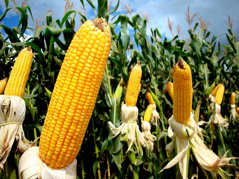 corn
