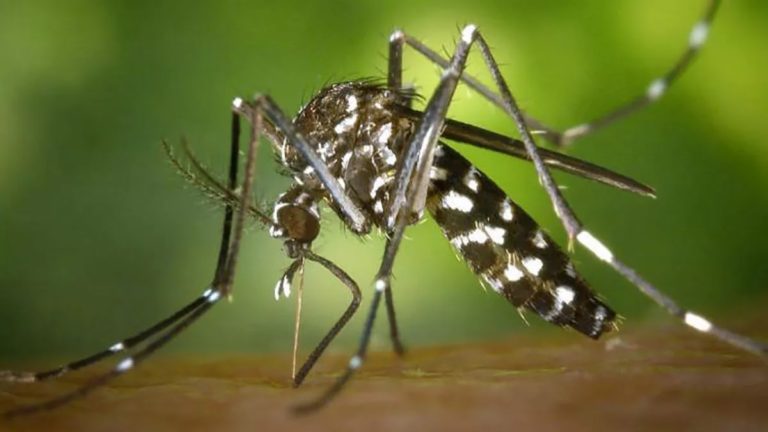 Brazil: Chikungunya cases increased 35-fold from January to April 2022 in Ceará State