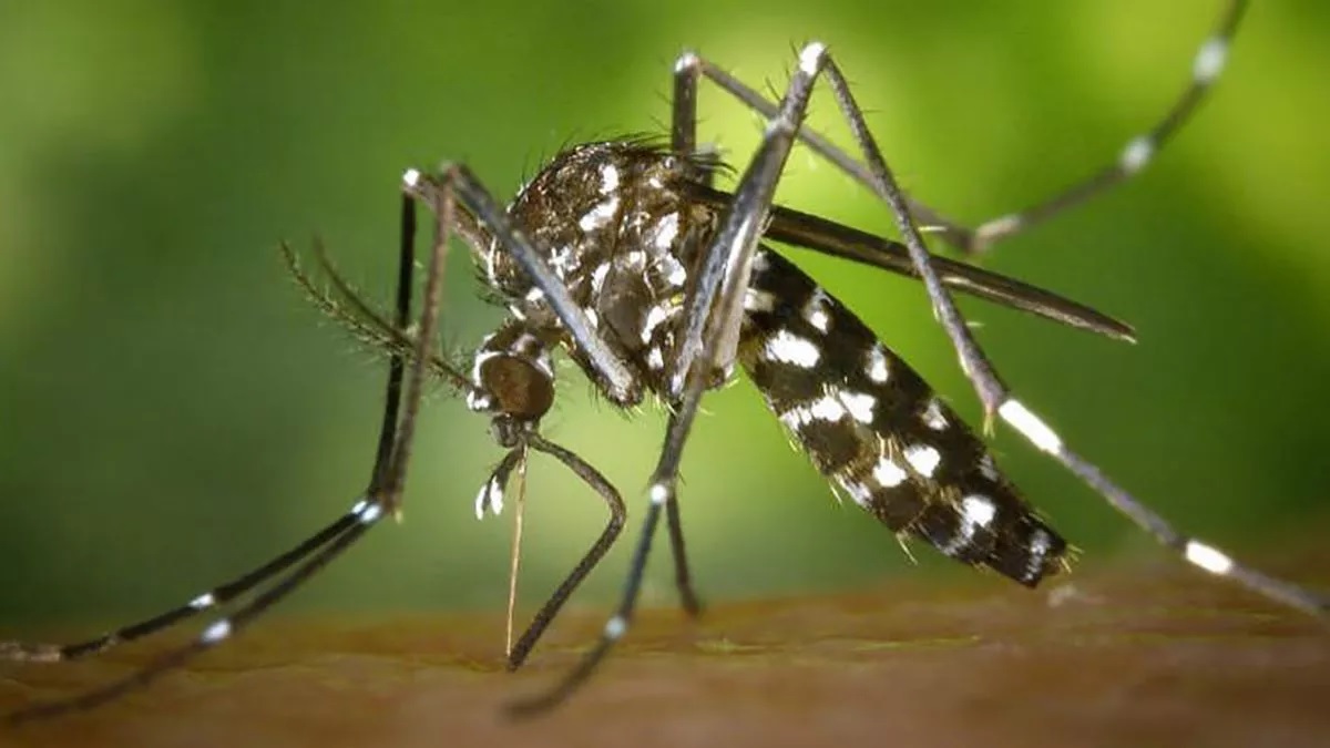 The disease is caused by the Aedes aegypti mosquito, the same that transmits zika virus and dengue.