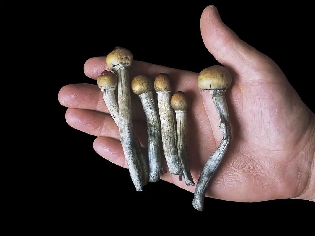 mushrooms