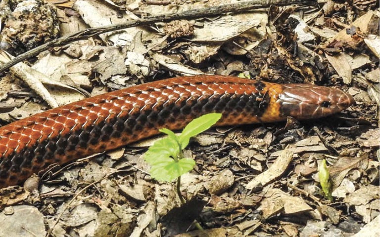 paraguayan-snake