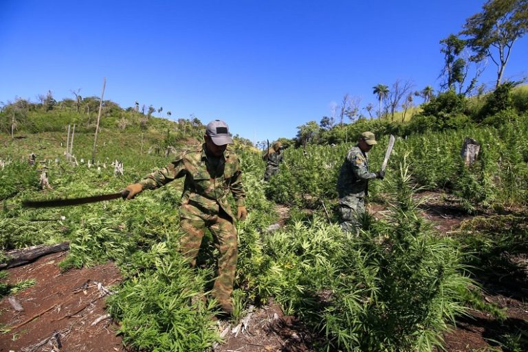 Paraguay and Brazil destroy 836 tons of marijuana