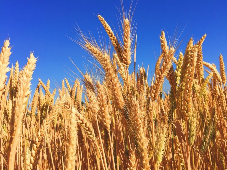 Wheat sowing should intensify in Brazil, says study