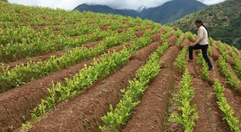 Bolivia creates company to industrialize coca leaf