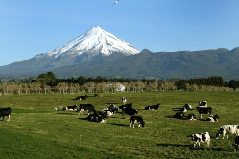 New Zealand plans to tax sheep and cattle burps