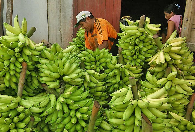 Peru-banana
