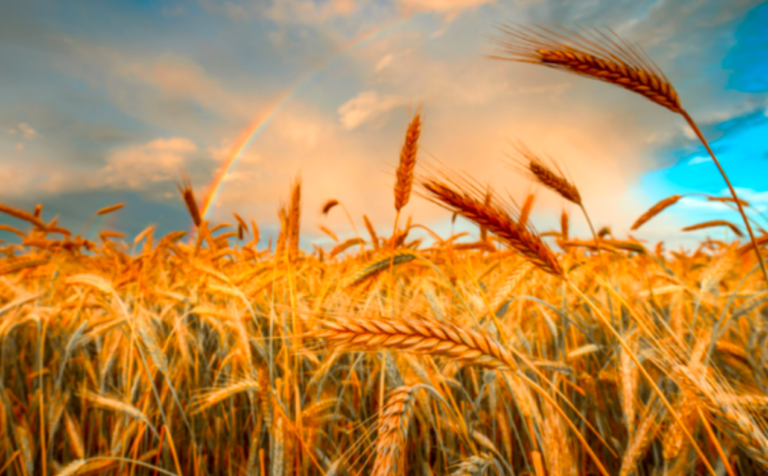 Argentina: Wheat exports reach record during first quarter