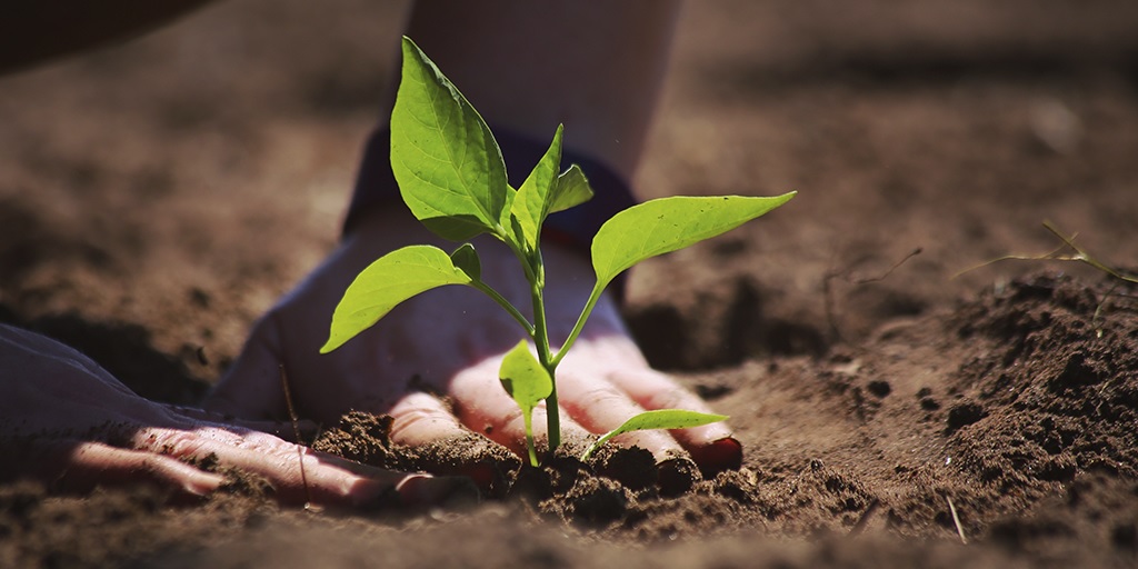 Compared to the productive capacity of agriculture per unit of greenhouse gas emissions, Brazil is second only to Argentina in the indicator between 1990 and 2020.