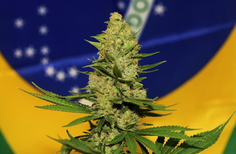 Brazilian court authorizes medical cannabis cultivation for the first time