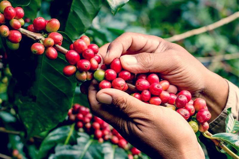 The arabica harvest has advanced to 21% of the crop, in line with the same period last year but below the average of 28% for the period.