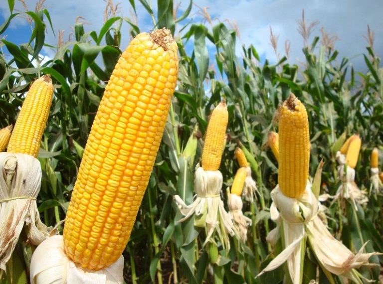 Brazil: Corn is out in the open due to lack of space in warehouses