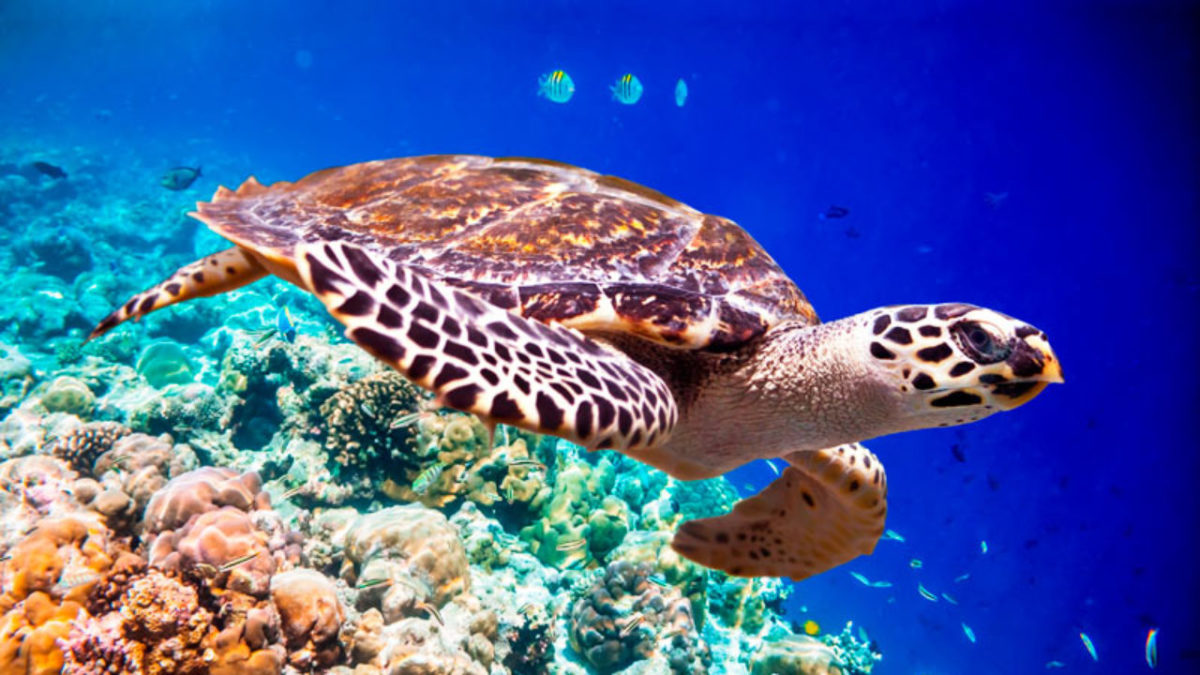 tortugamarina