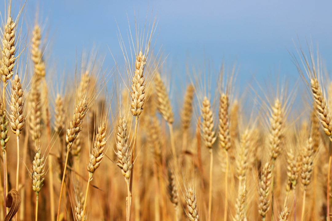 Chile consumes a total of 2.4 million tons of wheat annually, 45% of which is of national origin, mainly concentrated in La Araucanía.