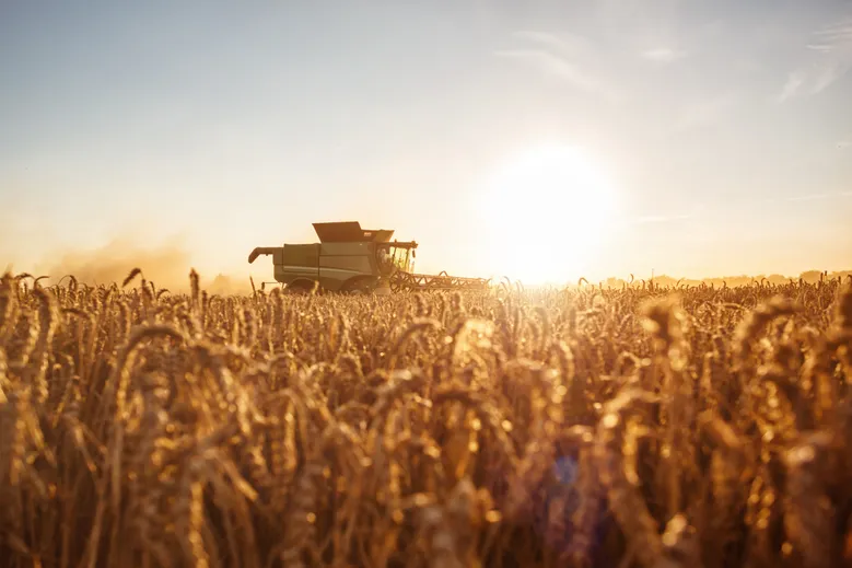Wheat