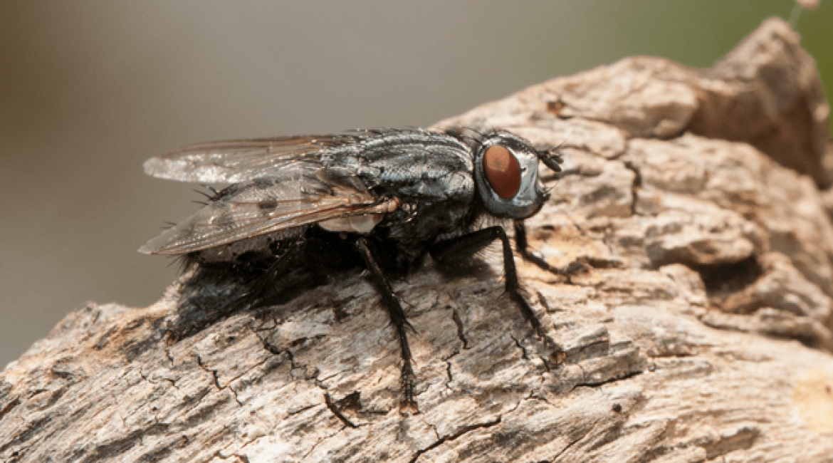 The "bichera" fly is a parasite that lays eggs in the wounds of warm-blooded animals and whose larvae eventually devour the meat of these animals.