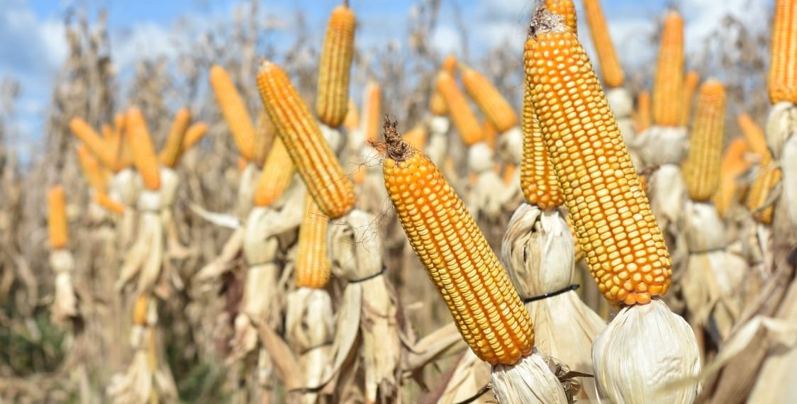 corn